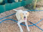 Labrador female Dog