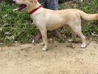 Labrador Female Dog