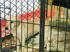 Labrador Female Dog