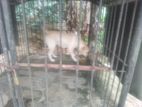 Labrador Female Dog
