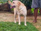Labrador Female Dog