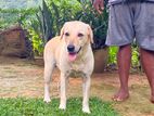 Labrador Female Dog