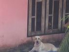 Labrador Female Dog