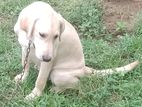 Labrador Female Dog