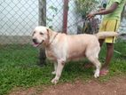 Labrador female dogs