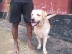 Labrador female dogs