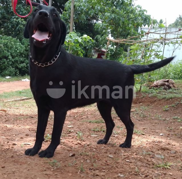 Labrador Dog in Piliyandala ikman.lk