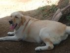 Labrador Female Puppy