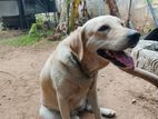 Labrador Female