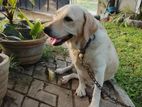 Labrador Female