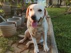 Labrador Female