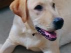 Labrador female dog