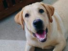 Labrador female Dog