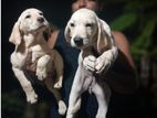 Labrador Female Puppies