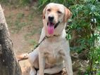 Labrador Female.
