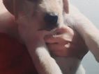 Labrador Female Puppy