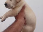 Labrador Female Puppies