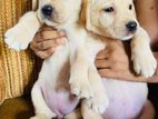 Labrador Female Puppies