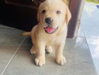 Labrador Female Puppies