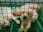 Labrador Female Puppies