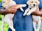 Labrador Female Puppies