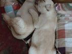 Labrador Female Puppies