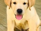 Labrador Female Puppies