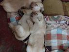 Labrador Female Puppies