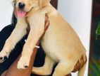 Labrador Female Puppies