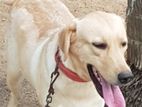 Labrador Female Puppy