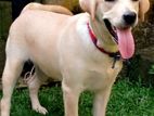 Labrador Female Puppy | Dog