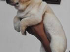 Labrador Female Puppy