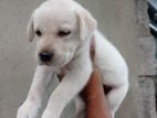 Labrador Female Puppy