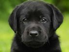 Labrador Female Puppy