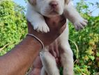 Labrador Female Puppy