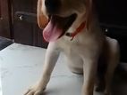 Labrador Female Dog