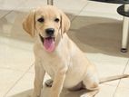 Labrador Female Puppy