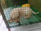 Labrador Female Puppy