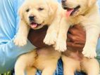 Labrador Female Puppy