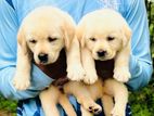 Labrador Female Puppy