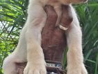 Labrador female puppy