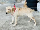 Labrador Female Puppy