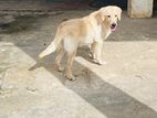 Labrador Female Dog