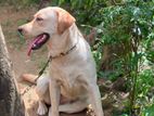 Labrador Female Puppy