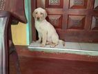 Labrador Female Puppy