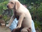 Labrador Female Puppy