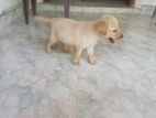 Labrador Female Puppy