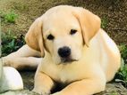 Labrador Female Puppy