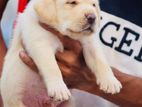 Labrador Female Puppy