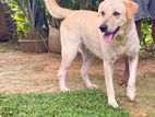 Labrador (Female)dog